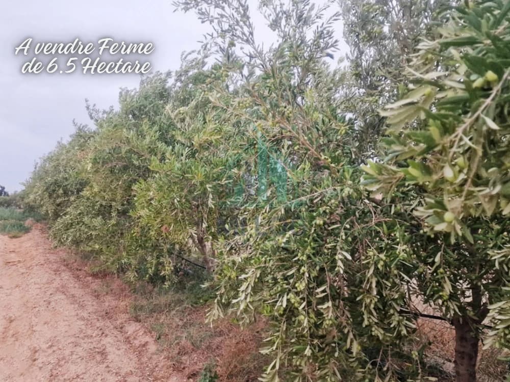 Ferme de 6.5 Hectare  à El Battan