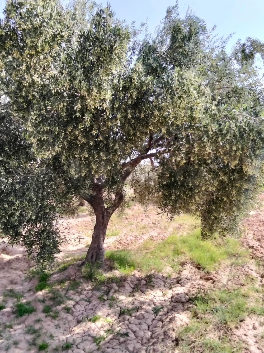 قطعة أرض سقوي خ