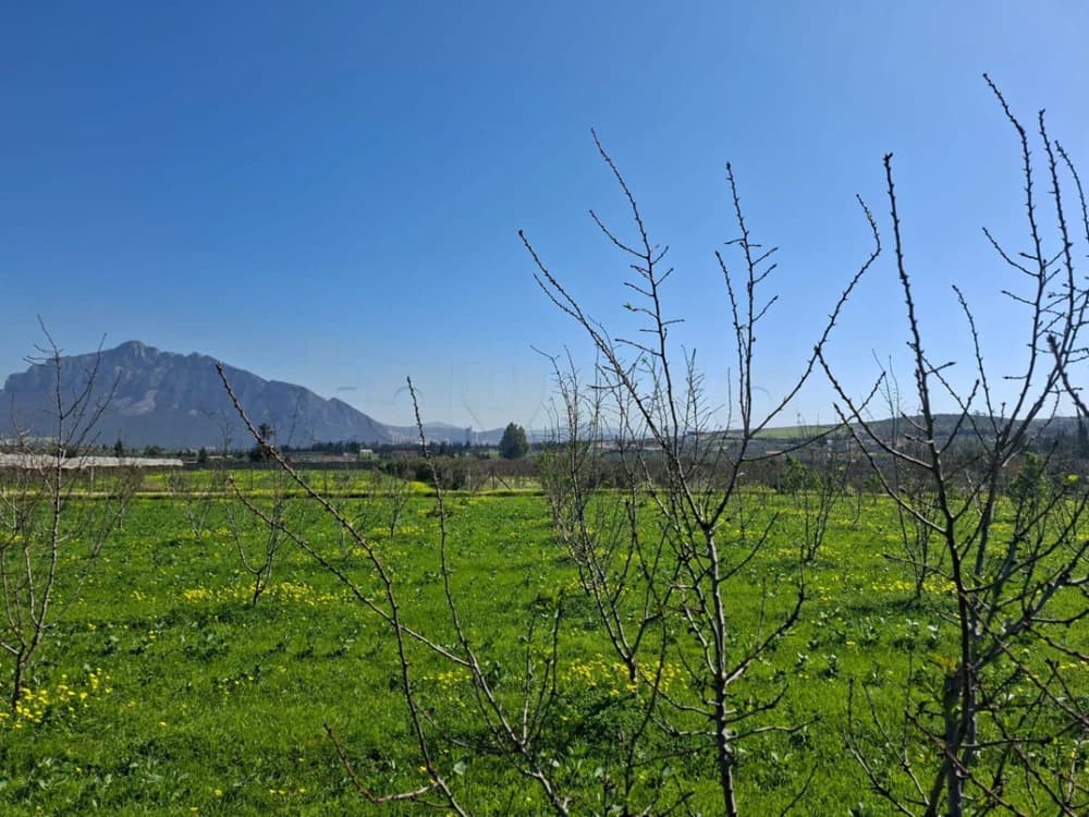 Terrain Agricole - El Ksibi - Mornag