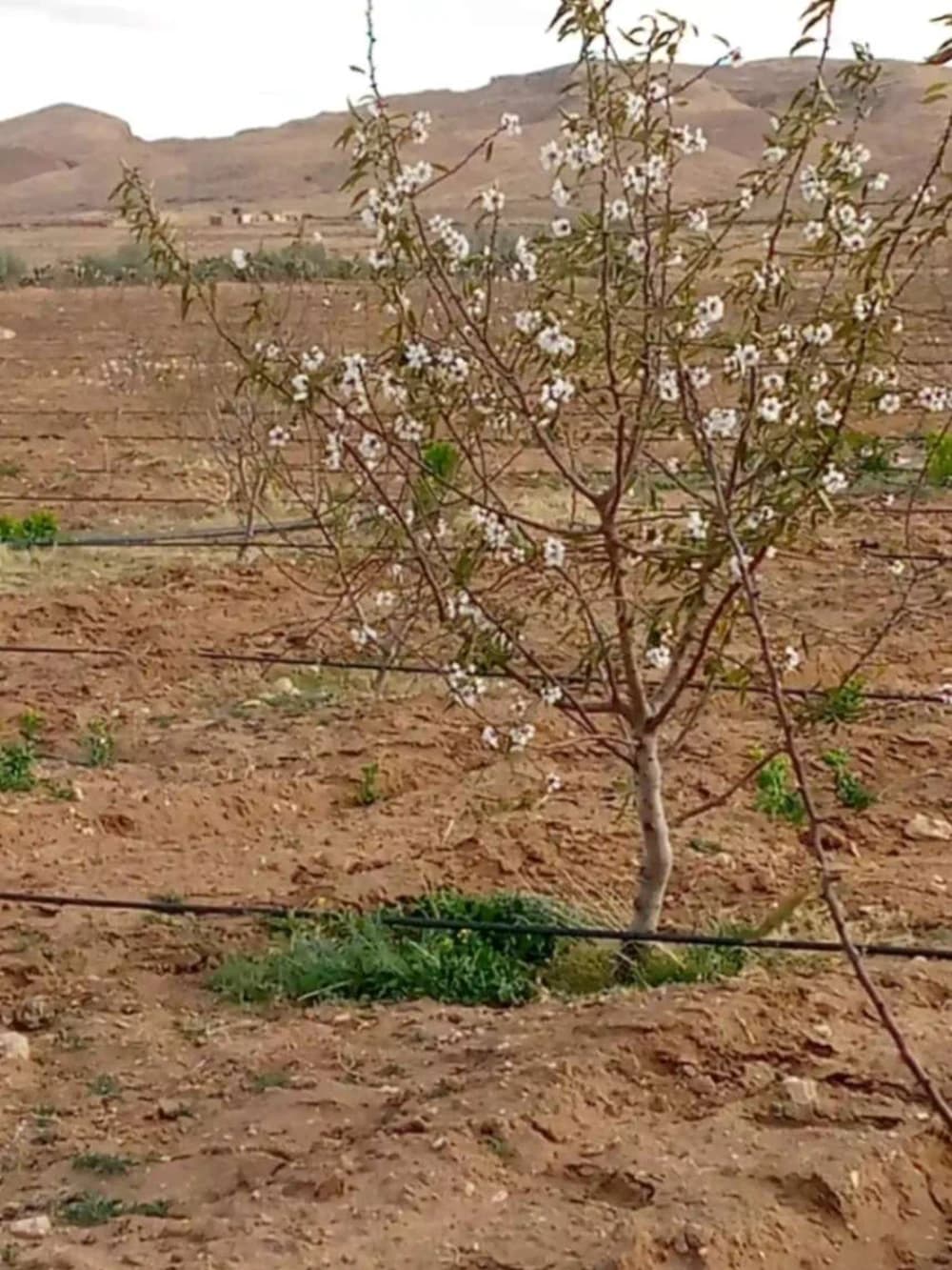 AV Ferme Agricole de 8,5 hectares 