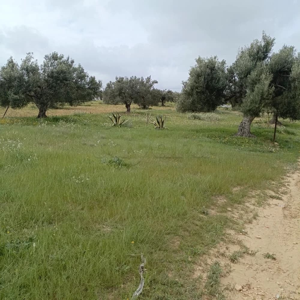 ارض 290م ب 28 مليون بالحمامات الجنوبية 99202001