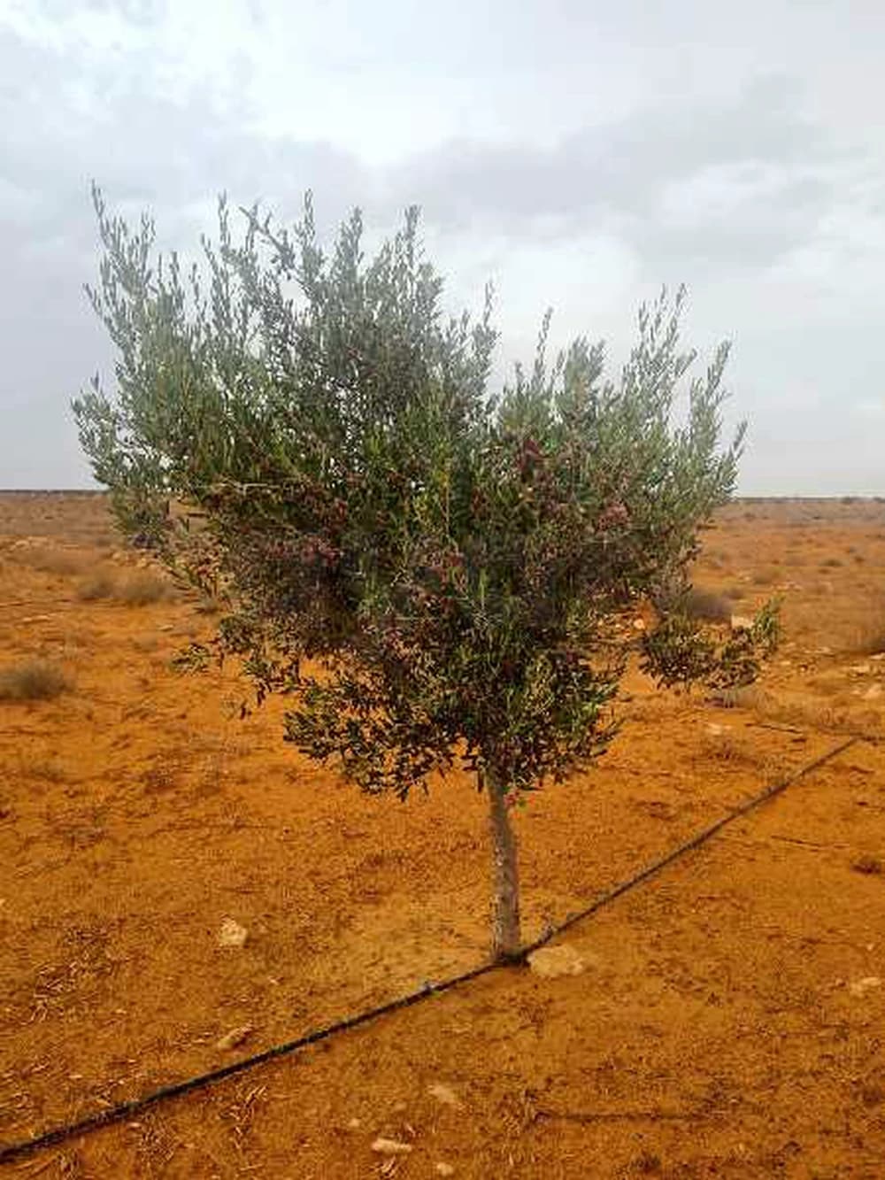 سانية زيتون في النفاتية للبيع