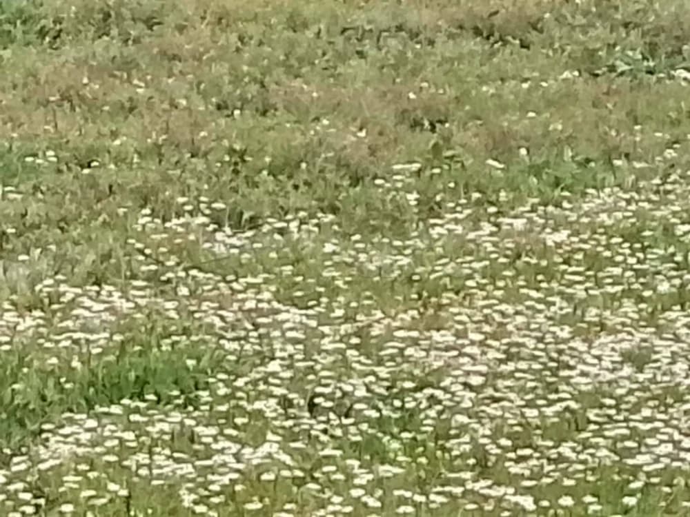 قطعة أرض للبيع، المساحة 300 متر مربع، تقع في حي الرياض، زونف. سعر المتر 150 دينار (قابل للتفاوض)