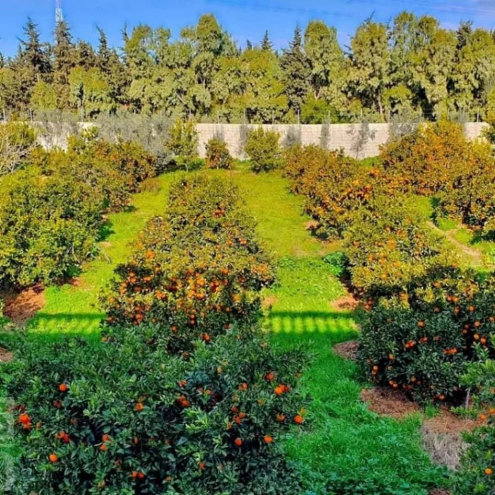 projet de reve a menzel bouzelfa  