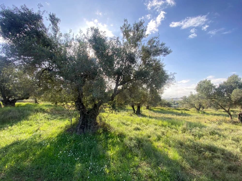 Terrain agricole en vente 