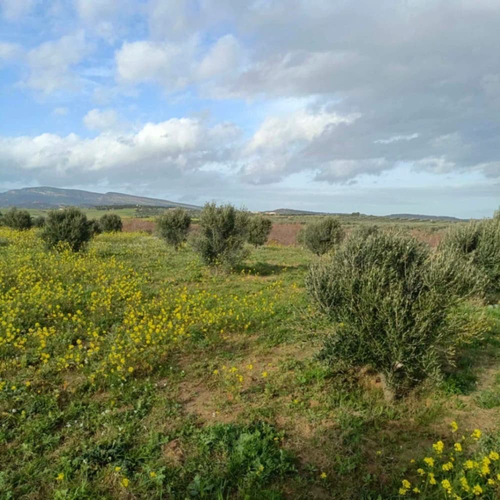 للبيع 1000م بالمنشار ب 85 مليون 99958728