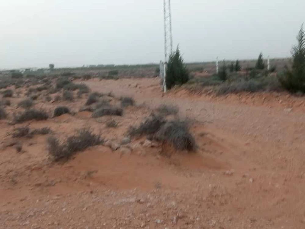 Terrain agricole avec oliviers productifs à vendre à Lebba Médenine أرض فلاحية 