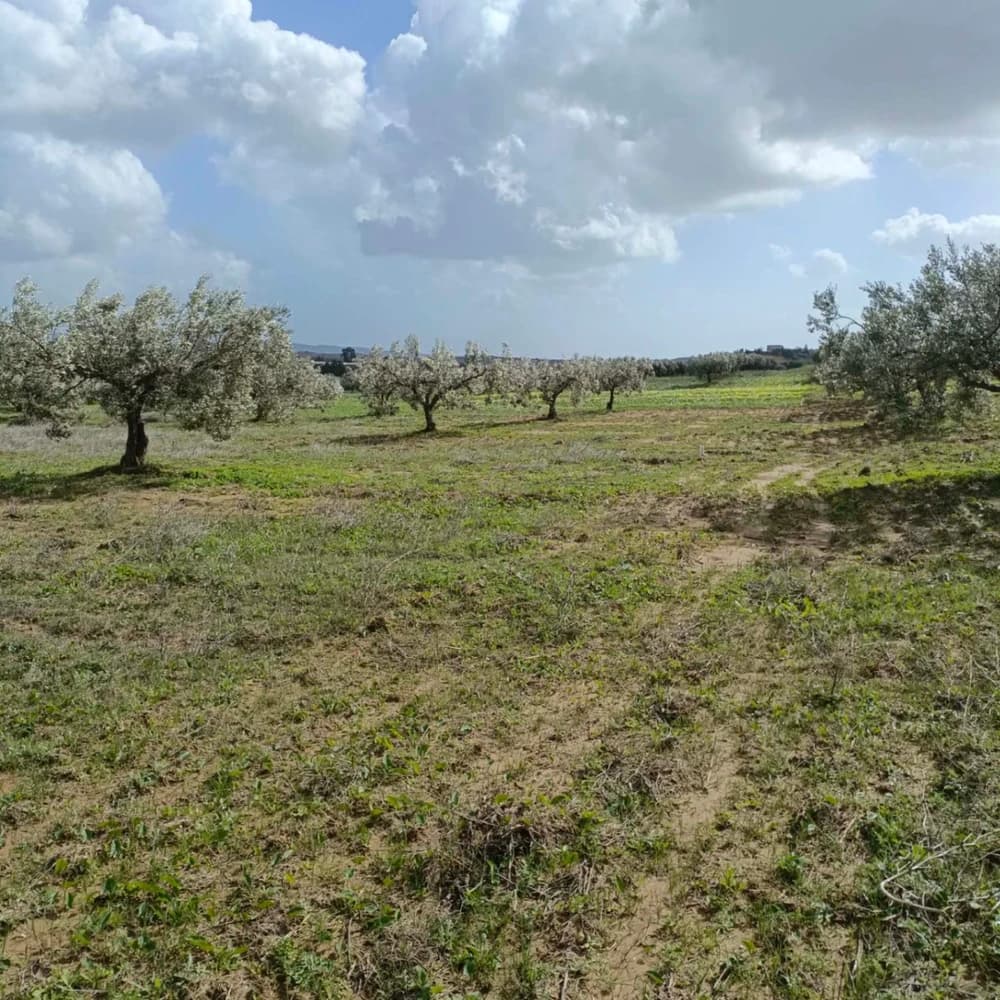 AV 9000m avec 26 oliviers à hammamet 99958728