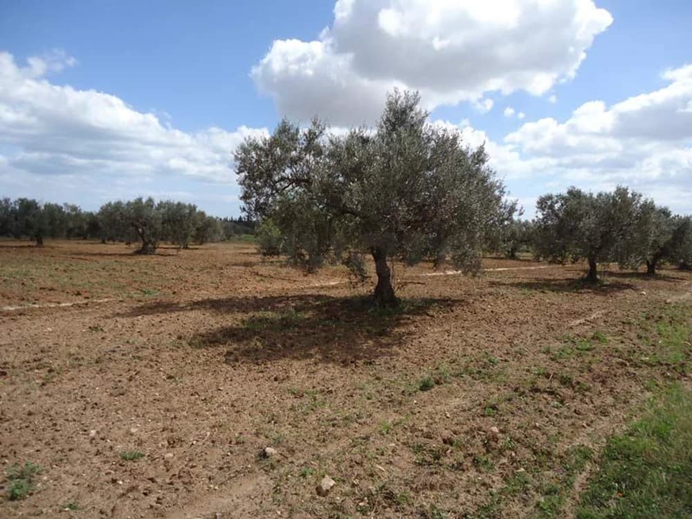 🚨 À VENDRE – TERRAIN AGRICOLE À SOUSSE 🚨