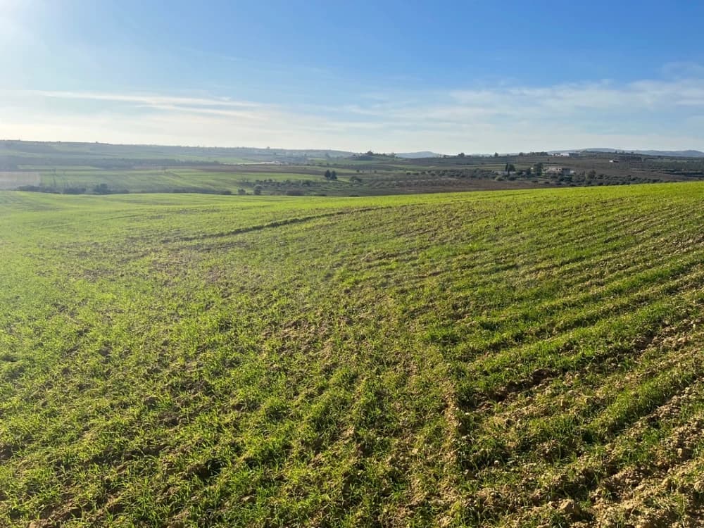 Terrain 7 hectares korba Talout