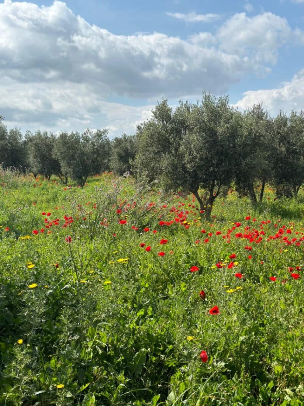 1 Hectare Bio d'oliviers | Terrain Agricole Mornaguia